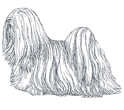 Transparent LHASA APSO dog